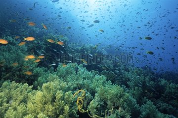 Scholl of Anthias above Soft corals Red Sea Egypt