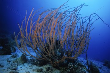 Whip Coral rolled around by the stream Red Sea Egypt
