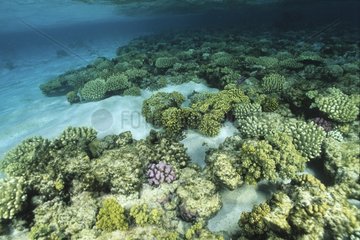 Coral garden at shallow depth Red Sea Egypt