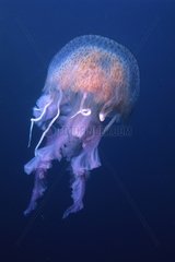 Mauve stinger Jellyfish Mediterranean Sea