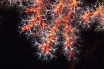 Red coral with opened out polyps Mediterranean Sea France