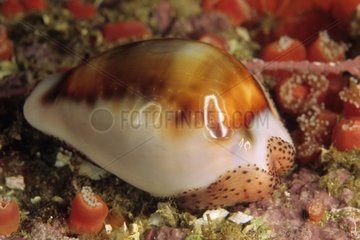Cowrie on seabed Pacific Ocean California