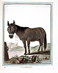 Portrait d'un hybride cheval et ânesse nommé Bardeau