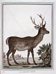 Portrait of a Stag of Corsica according to Buffon
