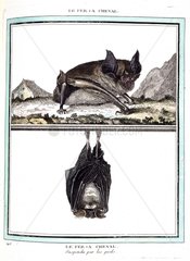 Portrait of a Bat on the ground and perched