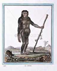 Portrait of a Chimpanzee or Jocko stand up