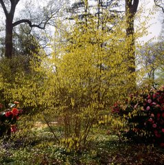corylopsis wilmottiae with spring catkins  beside camellia