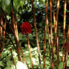 tapeinochilos ananassae stems & flower