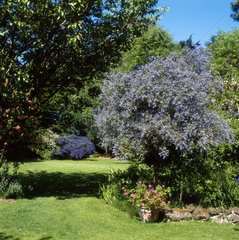 Ceanothus A T Johnson early summer garden view with lawn