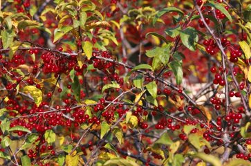 malus red jewel in fruit