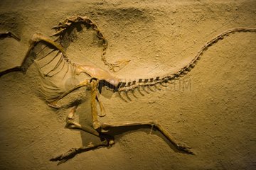 Fossil Dinosaur The Royal Tyrrell Museum of Palaeontology