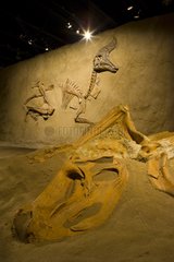 Fossils of short-crested lizard and hadrosaurid dinosaur