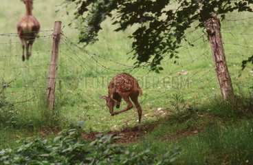 Fawn trapped in a fence Haute-Normandie