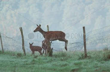 Deer jumping a fence in the early morning Haute-Normandie