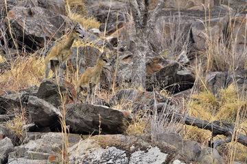 Klipspringers on the rocks - Savuti Botswana