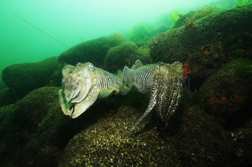 European common cuttlefish (Sepia officinalis) mating on bottom  Hossegor  France  Atlantic Ocean