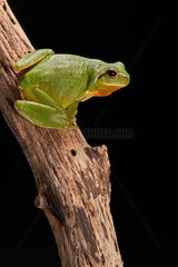 Mediterranean tree frog or stripeless tree frog (Hyla meridionalis) on black background  Montpellier  France
