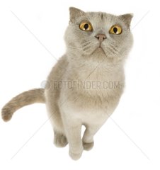 She-Cat british short hair drawn up on its hind legs