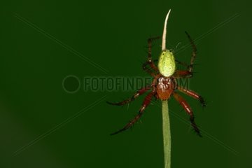 Male Cucumber Green Spider descending along a blade of grass