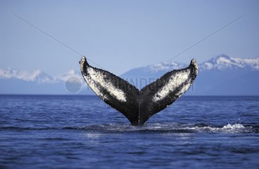 Humpback whale tail flukes Alaska