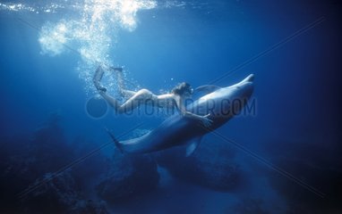 Taucher schwimmen mit einem Taschen -Delphin -Roten Meer