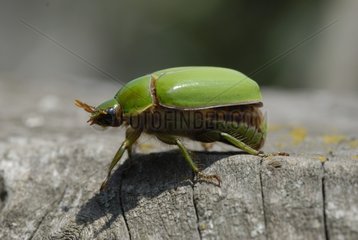 Hairy beetle on a picket Morochos Ecuador