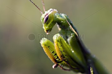 PortrÃ¤t eines beteten Mantis Frankreich