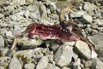 Male Mouflon killed and ate by Wolves Mercantour NP