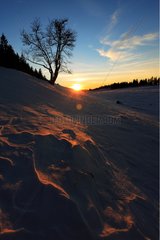 Silhouette of a tree in the snow at sunrise Switzerland