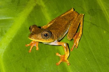 Map Treefrog on a leaf French Guiana