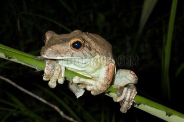 Gladiator tree frog on a stem French Guiana