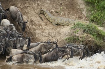 White-bearded wildebeasts jumping in a river Kenya