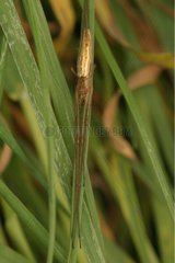 Spider on the limb of a leaf Sieuras Ariège France
