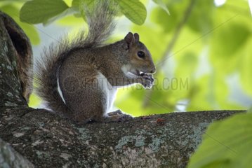 Eastern Gray Squirrel eating in a tree Florida USA