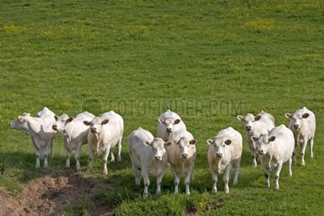 Herde der Kühe Rasse 'Charolaise' Charolais Frankreich