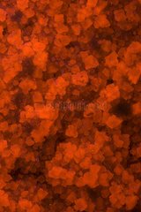 Fluoreszierende Mineral Halite Australia