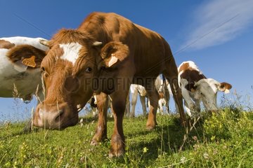 Heifer curious in meadow Haute Savoie France