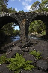 Old stone bridge in Killarney National Park Ireland