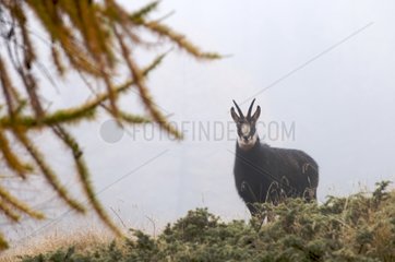 Northern Chamois during the rutting season in the Alps