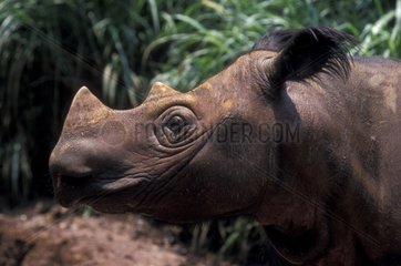 Portrait d'un Rhinocéros de Sumatra