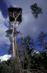 Habitat dans les arbres de la tribu Korowai Sayak Indonésie