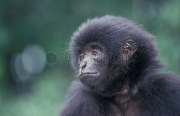 Portrait de jeune Gibbon de Kloss Ile Siberut Indonésie