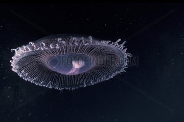Jellyfish floating Mediterranean Sea France