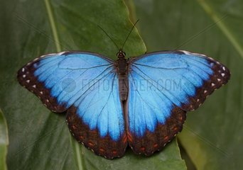 Blue Morpho on a leaf