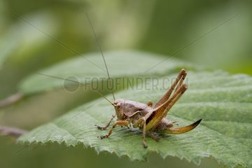 Dark Bush Cricket on a leaf - Sussex UK