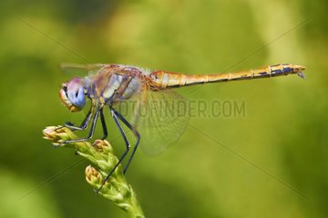 Red-veined Darter on a ear - Galicia Spain