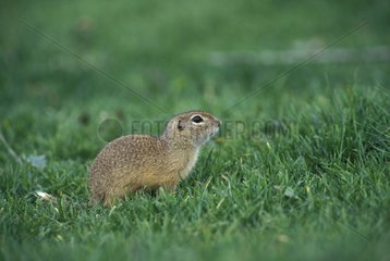 European ground squirrel on a lawn in Bulgaria
