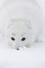 Arctic Fox searching for food in snow-covered tundra Iceland