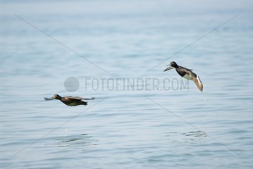 Tufted ducks landing on water