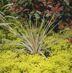 cordyline albertii (agm) with euphorbia (unnamed)  spring
